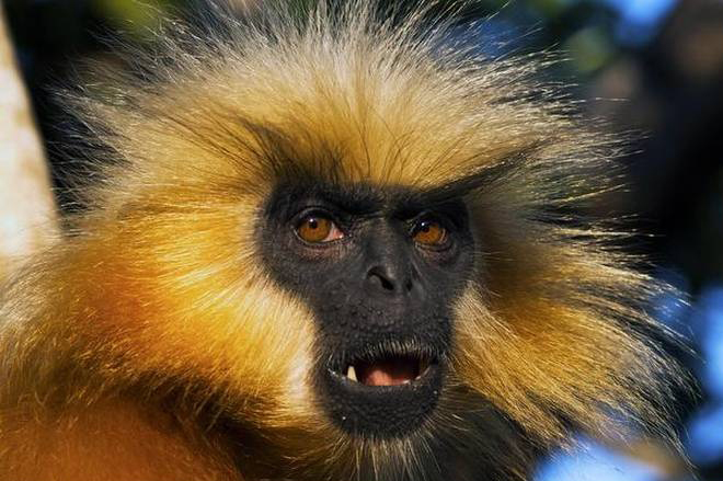 langur