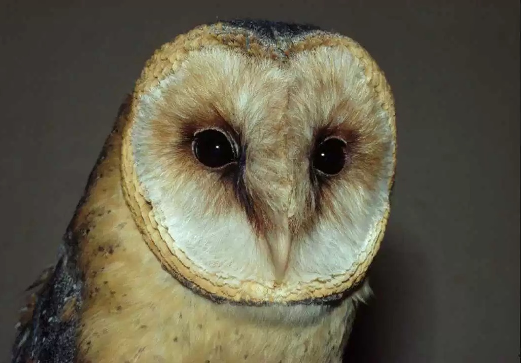 owl