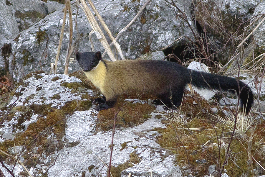 Yellow-throated_Marten_Pangolakha_Wildlife_Sanctuary_East_Sikkim_India_26.03.2016